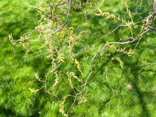 노란색 꽃 catkins와 salix 나무 잔 가지 — 스톡 사진