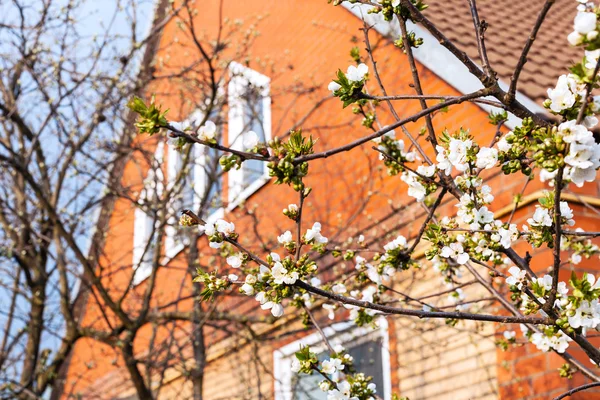 Fiori di amarena e casa di campagna — Foto Stock