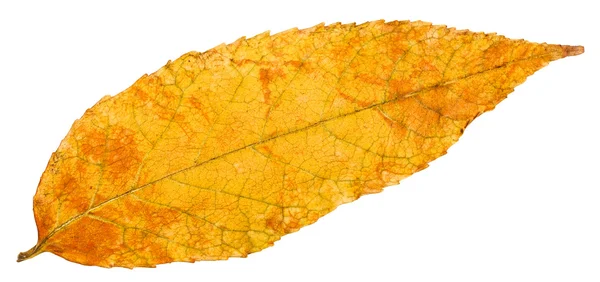 Feuille d'automne jaune de frêne isolé — Photo