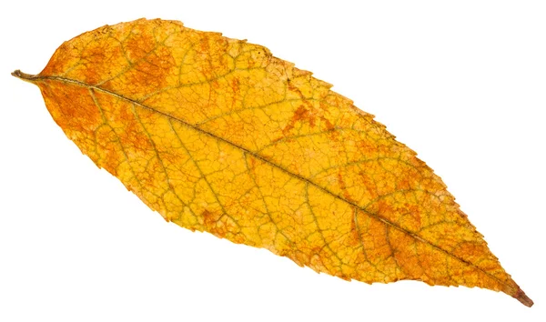 Изолированный желтый и оранжевый осенний лист ясеня — стоковое фото