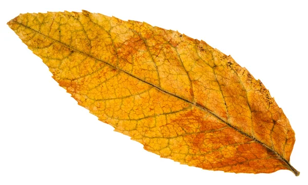 Gele gevallen blad van de boom van de as geïsoleerd — Stockfoto