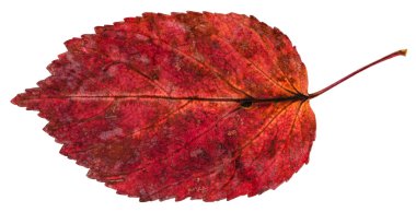 ash - leaved Akça ağaç izole kırmızı düşmüş yaprak