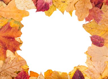 resim çerçevesi düşen sarı yapraklar üzerinden