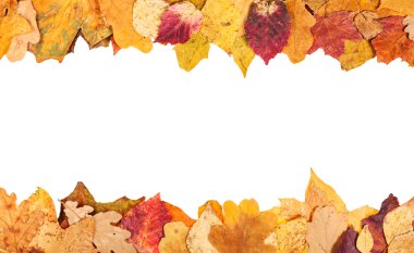 top and bottom frames from yellow autumn leaves clipart