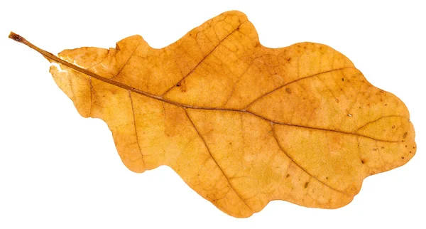 Yellow fallen leaf of oak tree isolated — Stock Photo, Image