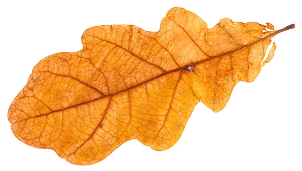 Żółty suszonych liści dębu, na białym tle — Zdjęcie stockowe