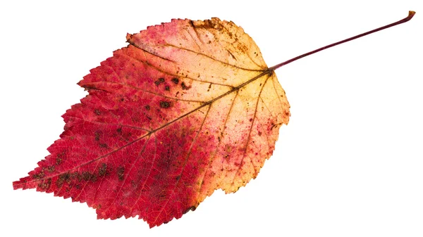 Red and yellow autumn leaf of ash-leaved maple — Stock Photo, Image