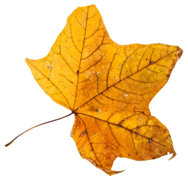 Yellow dried leaf of maple tree isolated — Stock Photo, Image