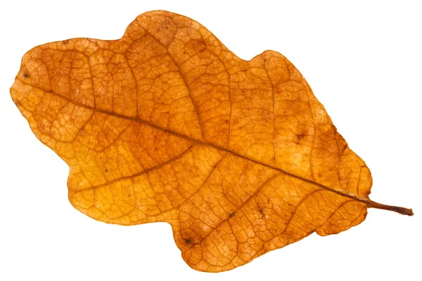 Yellow brown autumn leaf of oak tree isolated — Stock Photo, Image