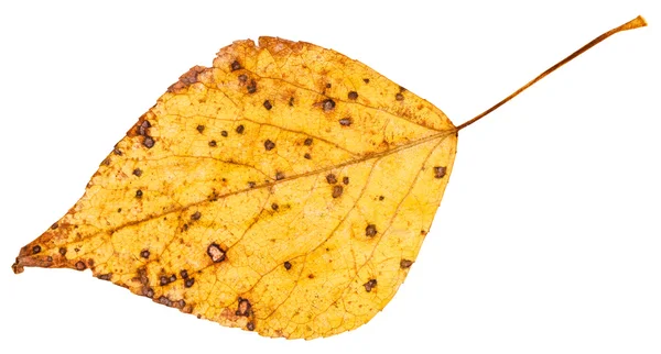 Yellow autumn leaf of poplar tree isolated — Stock Photo, Image