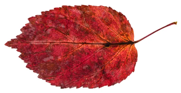 Red fallen leaf of ash-leaved maple tree isolated — Stock Photo, Image