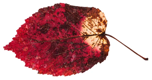 Folha seca vermelha da árvore de bordo cinza-leaved isolada — Fotografia de Stock
