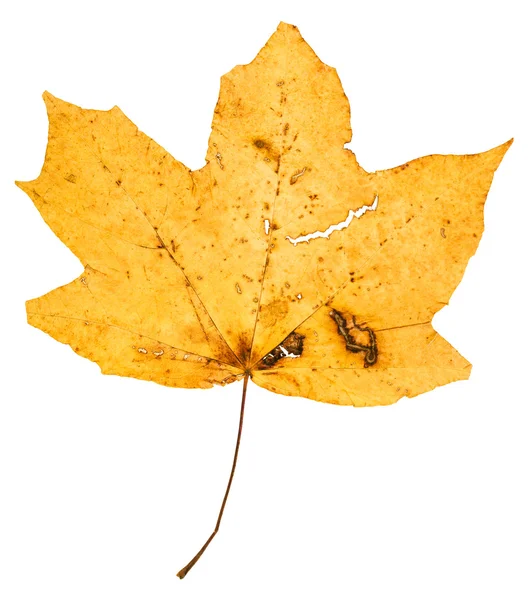 Folha caída amarela de árvore de bordo isolada — Fotografia de Stock