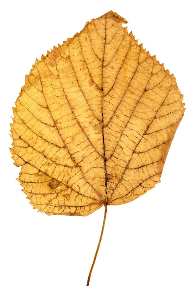 Folha de outono amarelo de tília isolado — Fotografia de Stock