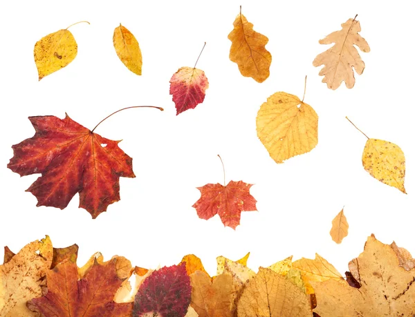 Hojarasca y hojas de otoño en caída aisladas —  Fotos de Stock