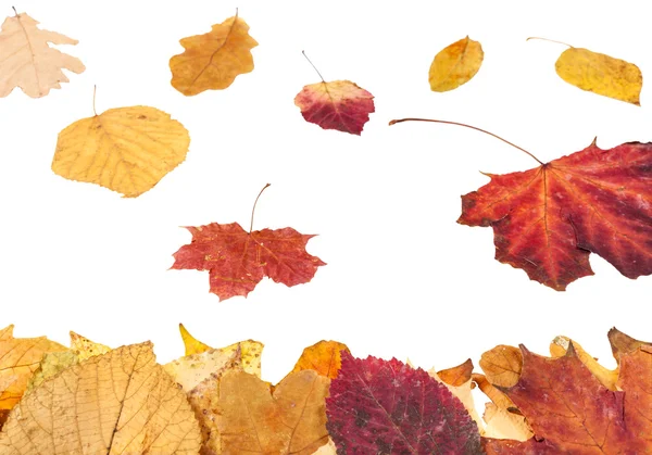 Listy, stelivo a padající listí žluté a červené — Stock fotografie