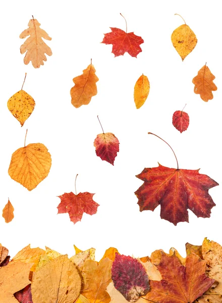 Collage from falling leaves isolated on white — Stock Photo, Image