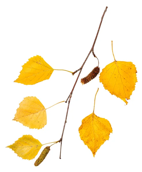 Zweig mit gelben Herbstblättern der Birke — Stockfoto