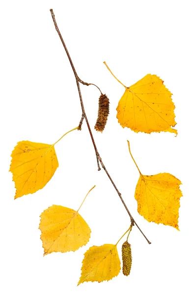 Zweig mit gelben Herbstblättern der Birke — Stockfoto