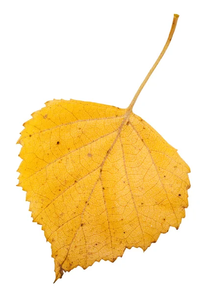 Hoja amarilla de otoño de abedul aislado — Foto de Stock