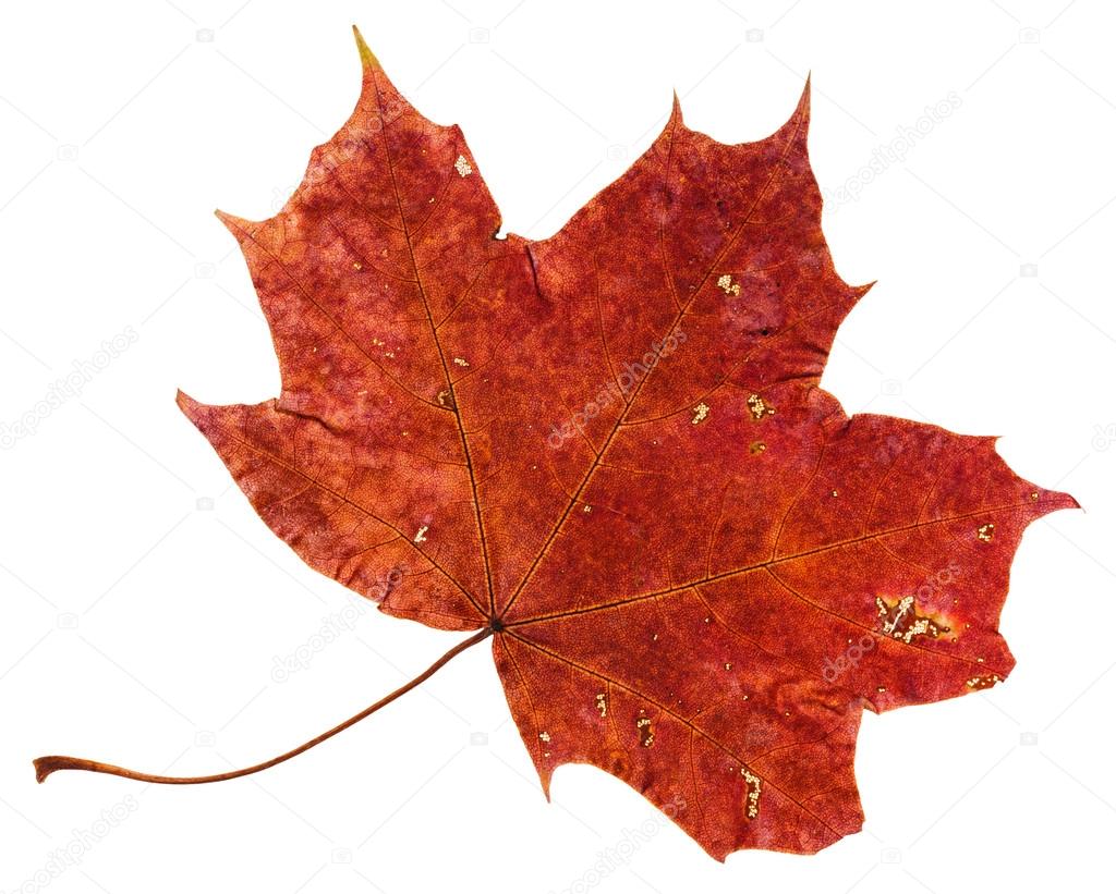 red brown fallen leaf of maple tree isolated