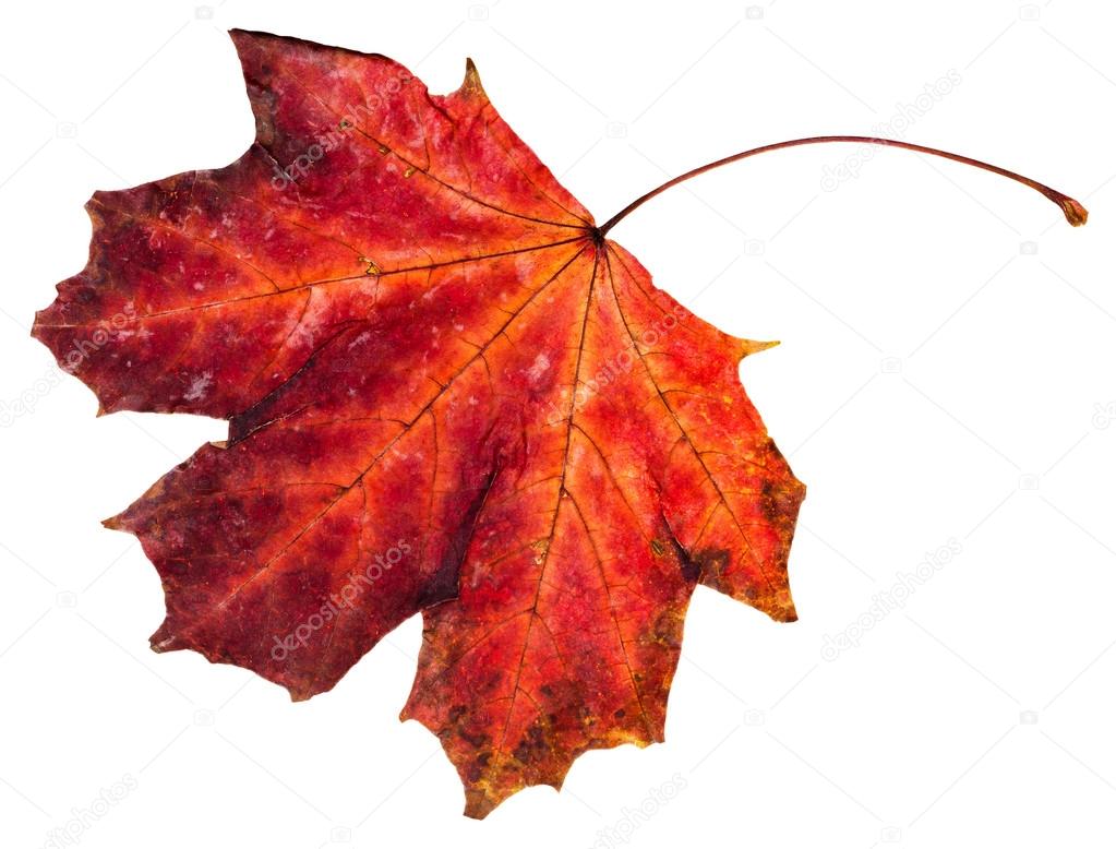 red fallen leaf of maple tree isolated