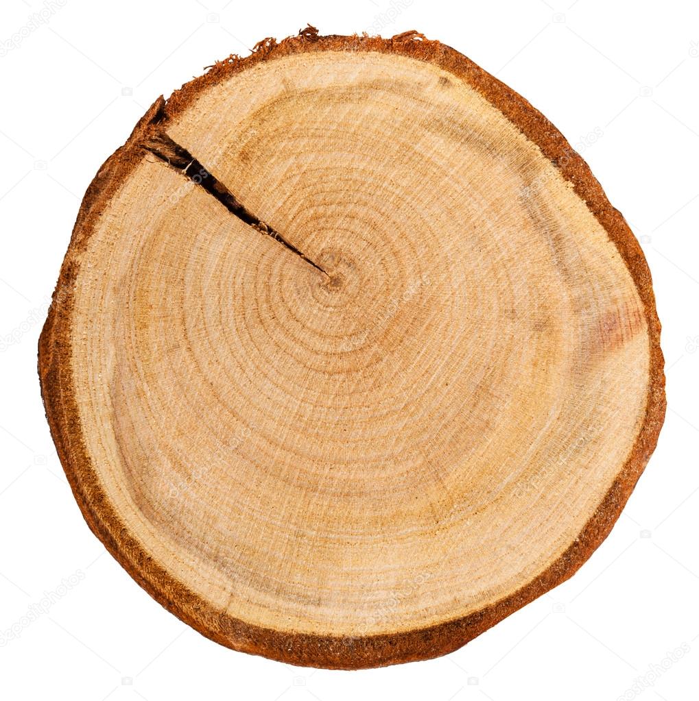 cross section of plum tree trunk isolated