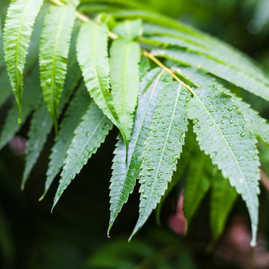 Funda yeşil yapraklarda yağmur damlaları