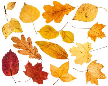 collage from various autumn leaves isolated clipart