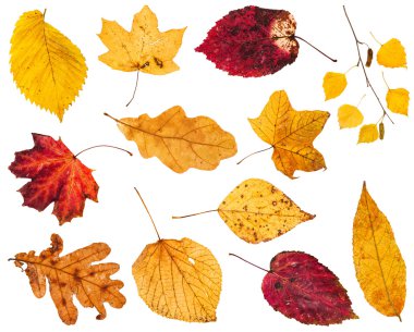 collage from various yellow and red leaves clipart
