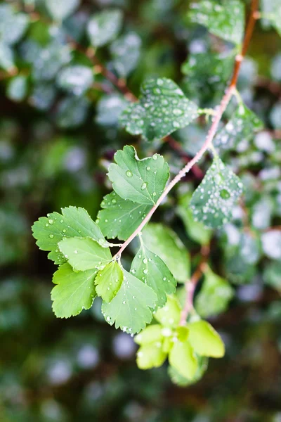 Regen druppels op de groene bladeren van hawthorn struik — Stockfoto