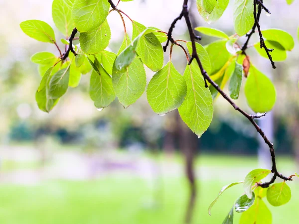 Regen druppels op bladeren van pruimenboom in stadspark — Stockfoto