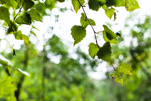 Nasse Blätter der Birke an einem regnerischen Tag — Stockfoto