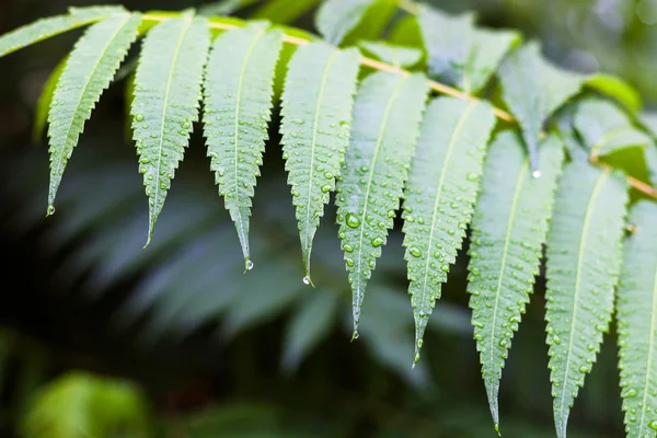 Rain drops on green leaves of plant in autumn — Stock Photo, Image