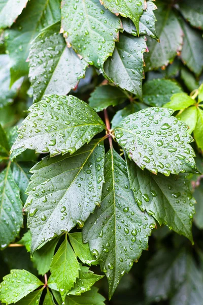 Tetes hujan pada daun hijau tanaman Parthenocissus — Stok Foto
