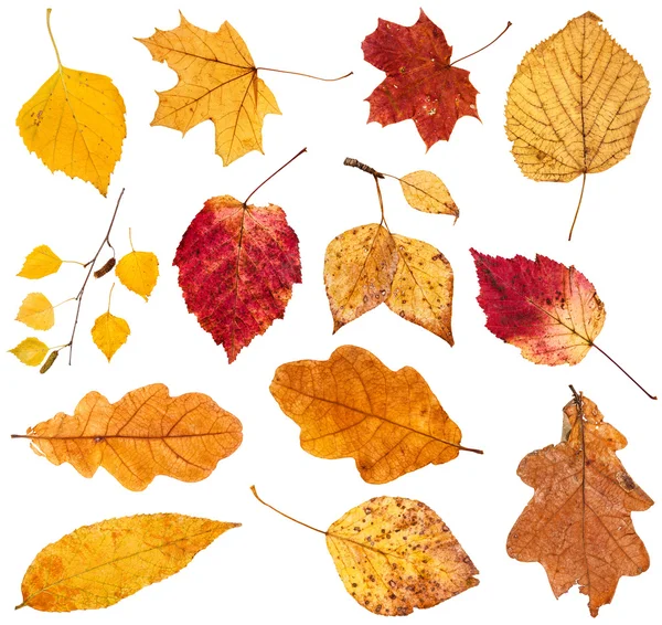 Collage de varias hojas caídas aisladas — Foto de Stock