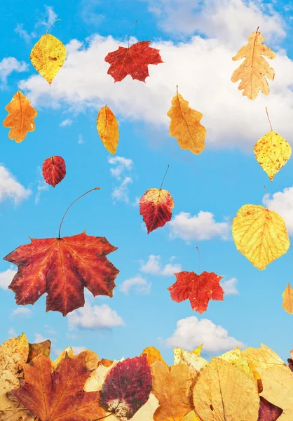 Осіннє листя і блакитне небо з білими хмарами — стокове фото