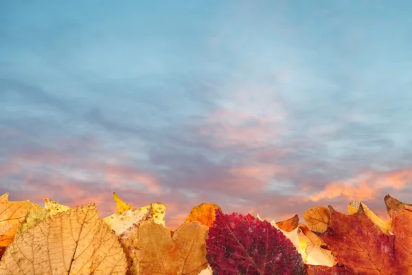 Autumn fallen leaves and blue and pink sunset sky — Stock Photo, Image