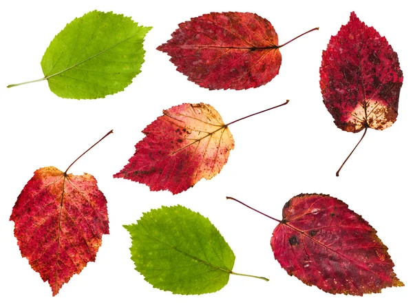 Zestaw z czerwonych i zielonych liści klon jesion — Zdjęcie stockowe