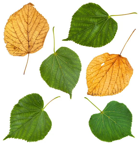 Набор из зеленых и желтых листьев липы — стоковое фото