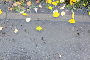 Sonbahar yağmurunda kaldırımda süzülen sarı yapraklı su birikintisi manzarası