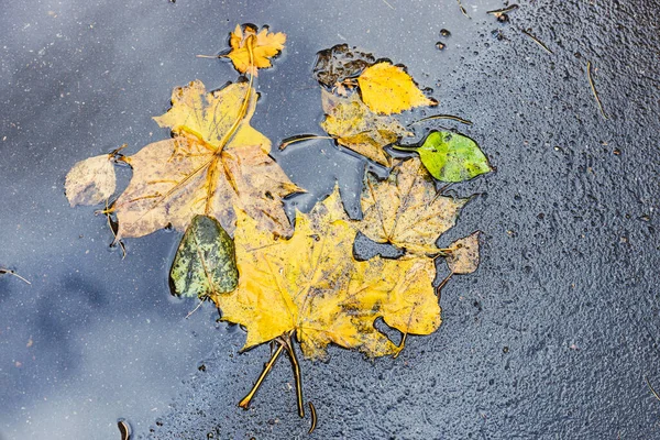Várias Folhas Caídas Amarelas Pavimento Asfáltico Molhado Estrada Cidade Após — Fotografia de Stock