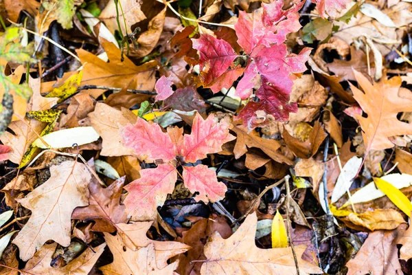 Natural Background Top View Red Leaves Oak Sprouts Fallen Leaves — Stock Photo, Image