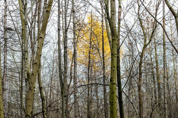 Widok Żółtych Liści Modrzew Między Gołymi Pniami Drzew Parku Miejskim — Zdjęcie stockowe