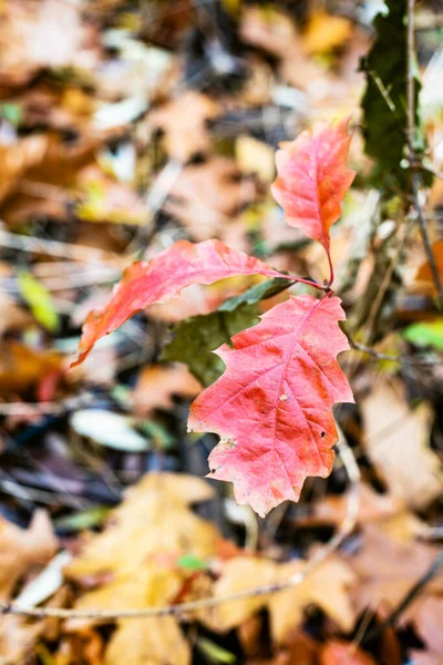 Rostlina Divokého Dubu Červenými Listy Zblízka Louce Rozmazaným Pozadím Lese — Stock fotografie