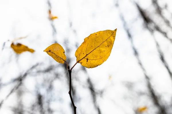 Par Folhas Amarelas Galho Perto Troncos Árvores Nuas Borradas Parque — Fotografia de Stock