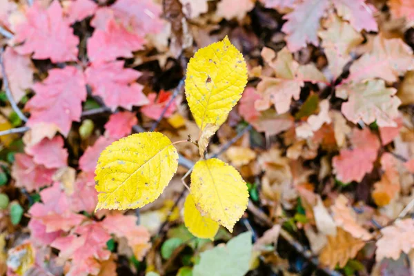 above view of cherry tree sprouts with yellow leaves over red oak sprouts on meadow on meadow in forest on autumn day (focus on the yellow leaf on foreground)