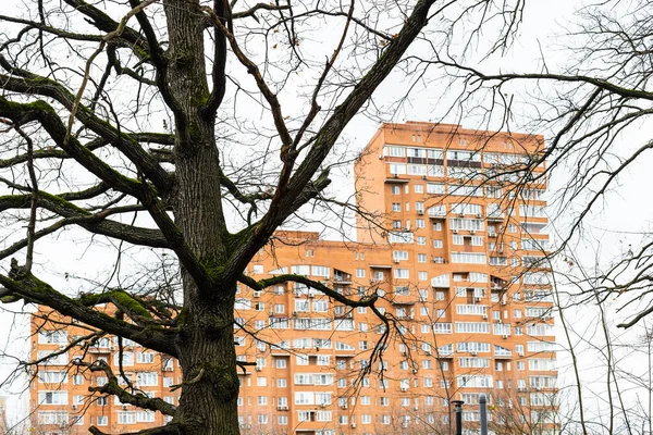 Blick Auf Kahle Eiche Und Orangefarbenes Hochhaus Mehrfamilienhaus Hintergrund Bewölkten — Stockfoto