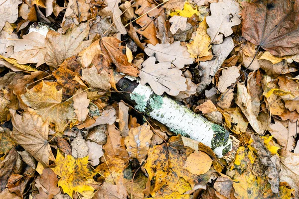 Ovanifrån Gammal Björkstock Blöta Fallna Löv Efter Höstregn — Stockfoto