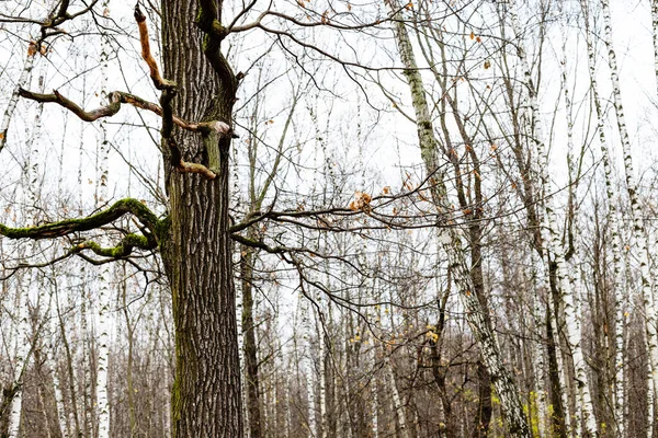 natural background - bare oak tree and birch grove on blurred background in forest of city park on overcast autumn day (focus on oak tree trunk on foreground)